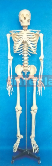 168 CM TALL, ADULT MALE, BONECOLOUR CARTILAGE SKELETON WITH REMOVABLE IRON STAND AND ARM/FOOT AND 3 TEETH DISSECTIBLE.